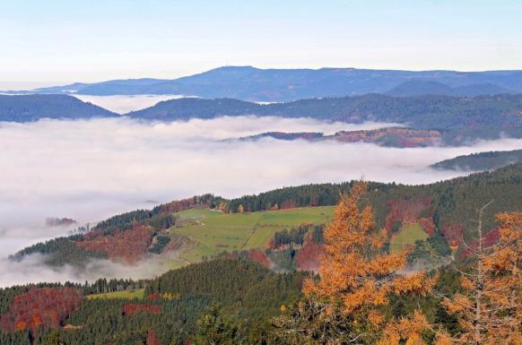 Reise zur Laubfärbung im Schwarzwald DE